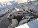 PICTURES/La Jolla Cove - Seals & Sea Lions/t_IMG_8753.JPG